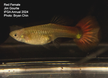 female guppy red